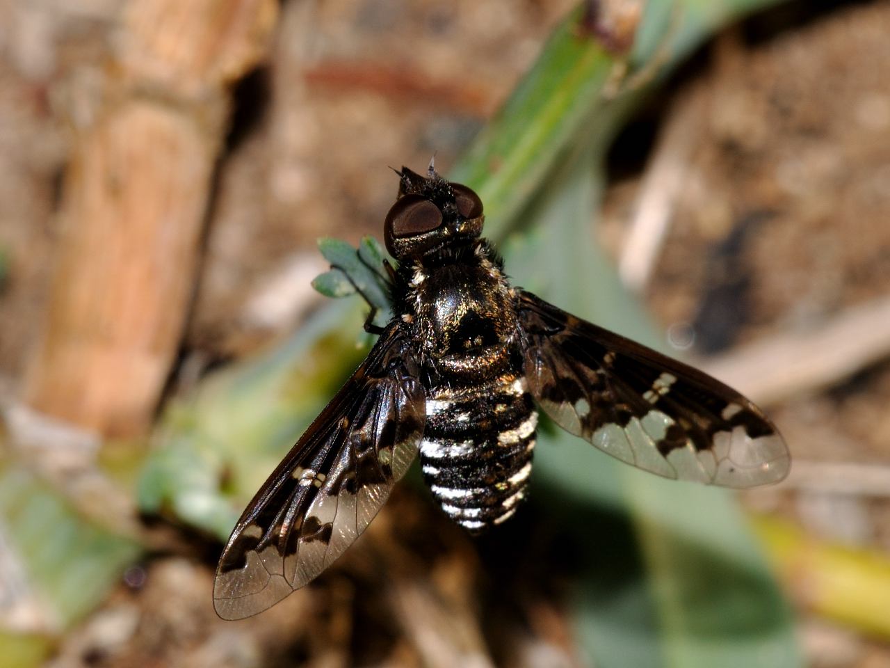 Exoprosopa jacchus (Bombyliidae)